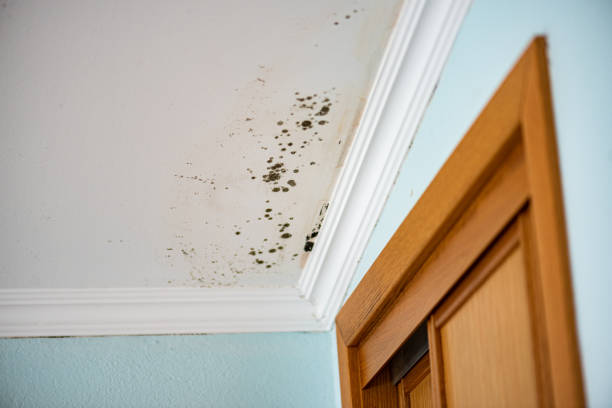 Best Black Mold Removal  in Lock Haven, PA
