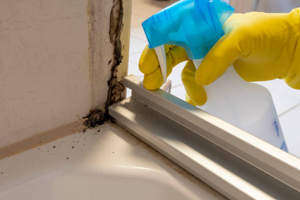 Crawl Space Mold Removal in Lock Haven, PA