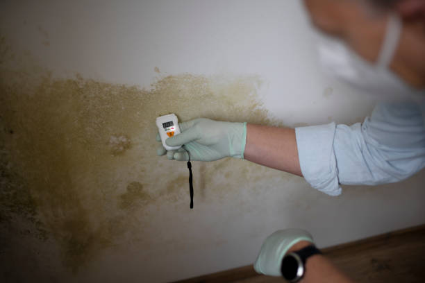 Best Office Mold Removal Services  in Lock Haven, PA