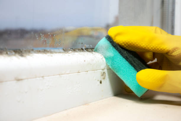 Best Commercial Mold Removal  in Lock Haven, PA