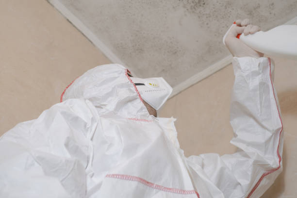 Best Fast Mold Removal  in Lock Haven, PA