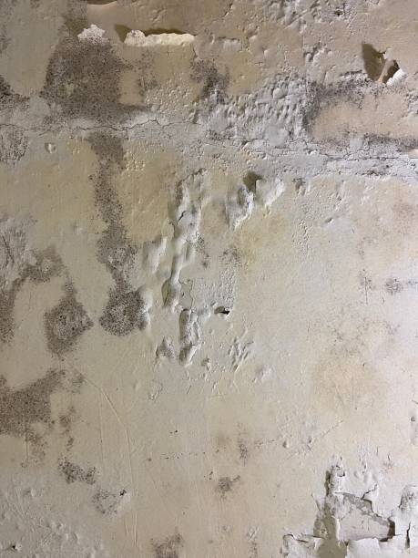 Best Crawl Space Mold Removal  in Lock Haven, PA
