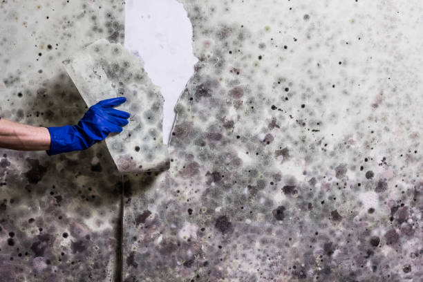 Best Crawl Space Mold Removal  in Lock Haven, PA